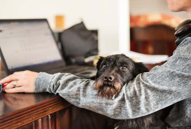 A dog sits in its owners lap and rests its chin on her arm. She is working on a computer.