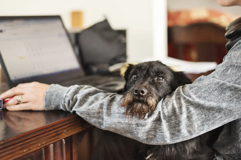 A dog sits in its owners lap and rests its chin on her arm. She is working on a computer.