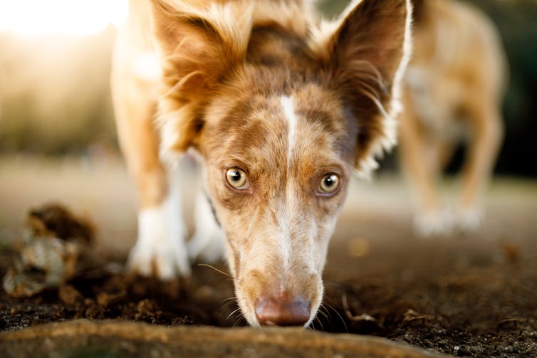 A close up shot of a shaggy dog smelling the ground and looking at camera.