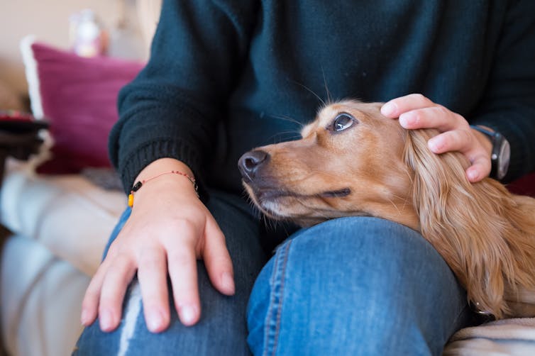 A golden retriever type dog looks up adordingly at its owner.