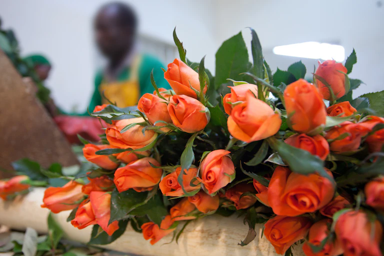 Kenyan roses