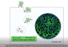 A second pathway into cells for SARS-CoV-2: New understanding of the neuropilin-1 protein could speed vaccine research