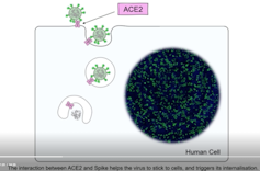 A second pathway into cells for SARS-CoV-2: New understanding of the neuropilin-1 protein could speed vaccine research