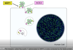 A second pathway into cells for SARS-CoV-2: New understanding of the neuropilin-1 protein could speed vaccine research