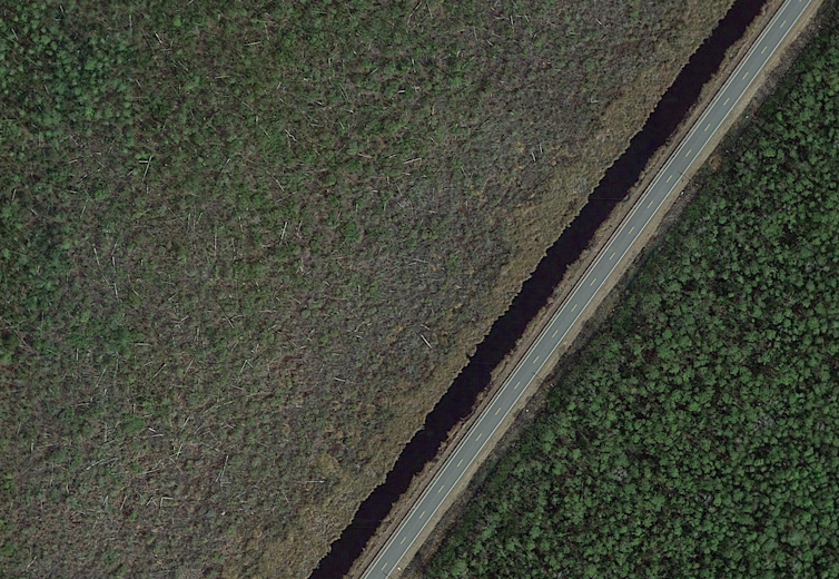 Google Earth image with road dividing healthy and dead forests.