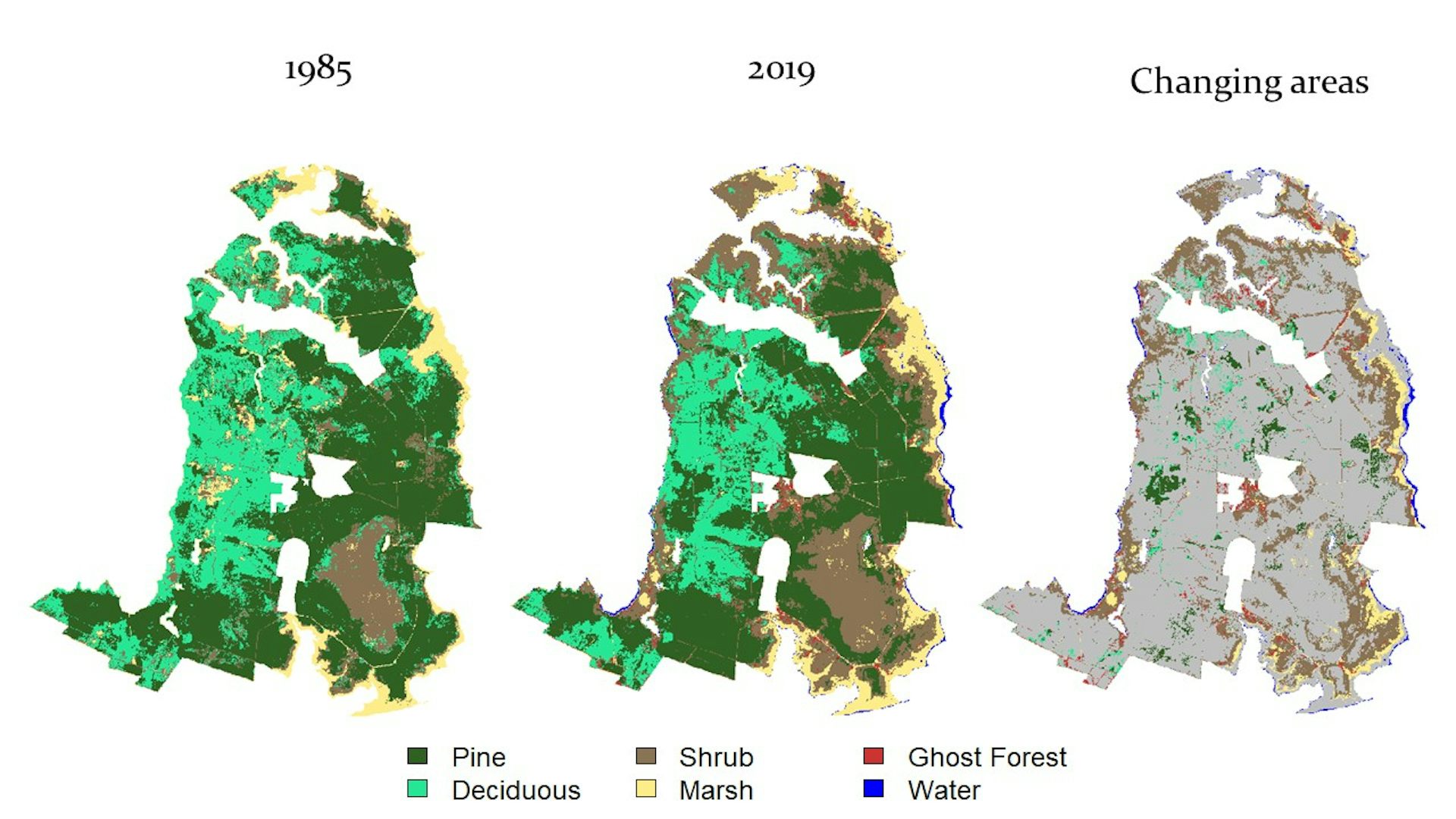 Rising Sea Levels Are Creating ‘ghost Forests’ Of Coastal Trees | PBS News