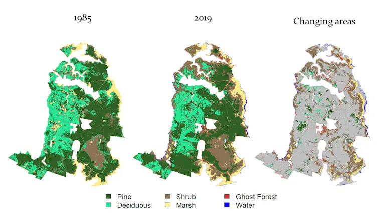Salt water intrusion is rapidly killing North Carolina coastal forests.