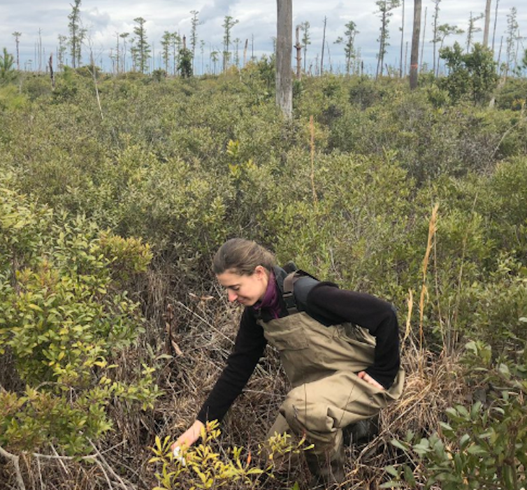 Sea level rise is killing trees along the Atlantic coast, creating 'ghost forests' that are visible from space