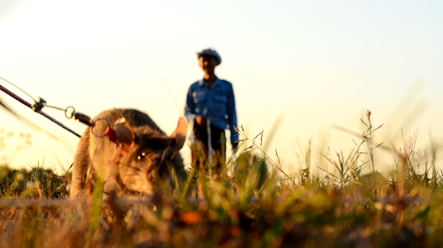 a ground level photo of a rat sniffing out landmines in Cambodia.  The rat handler stands in the background.