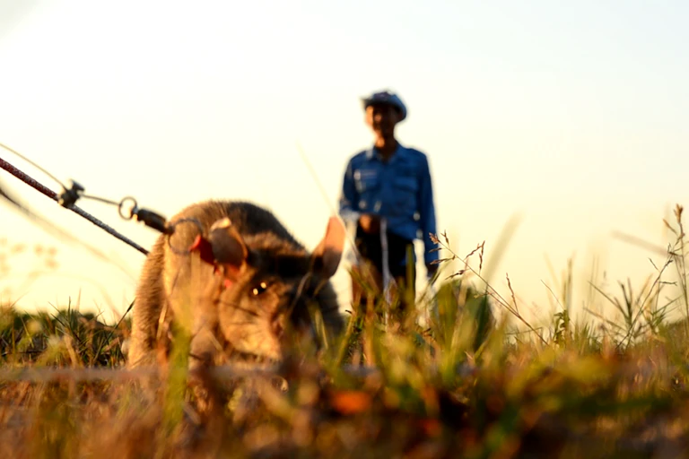 a ground level photo of a rat sniffing out landmines in Cambodia. The rat handler stands in the background.