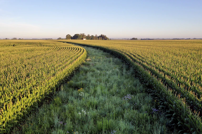 Iowa farm field with strip of native grasses at its center