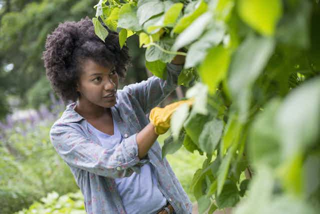 Woman picking beans in vegetable plot