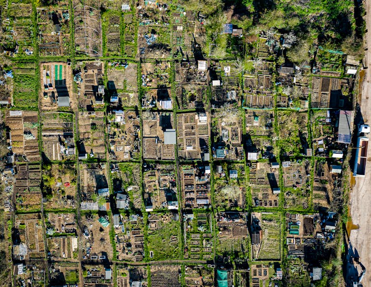 Aerial view of allotments