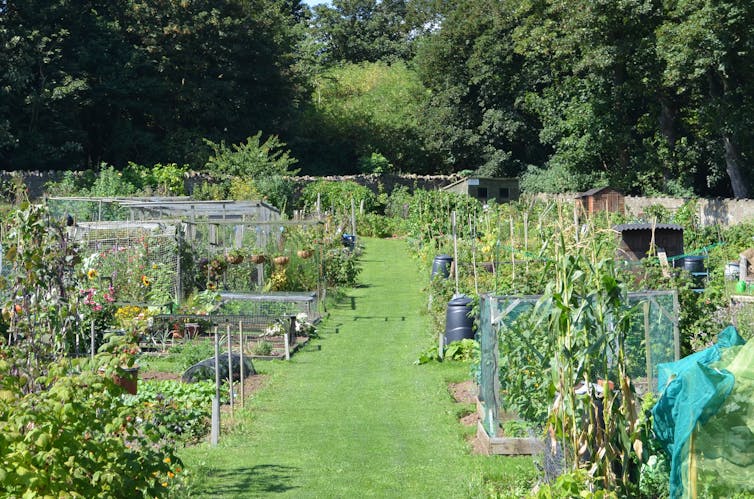 Allotments have been disappearing from cities – here's why they are ...