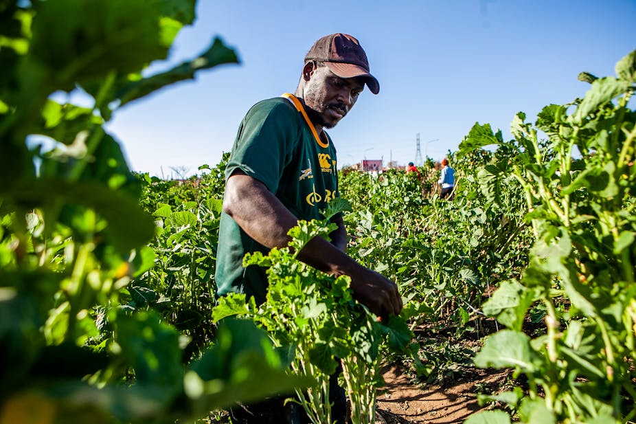 A man wearing a green and gold T-shirt tends to crops on a small-scale farm in Soweto, South Africa