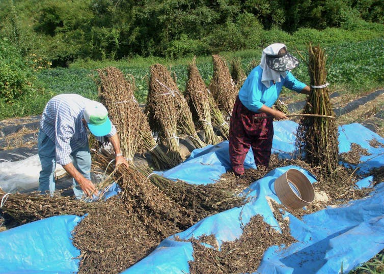 A pair of farmers threshing sesame plants during a heatwave in South Korea