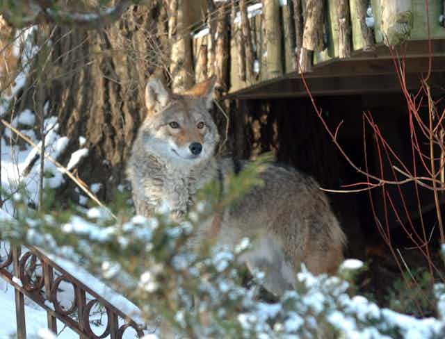 A coyote peering from a backyard in Toronto.