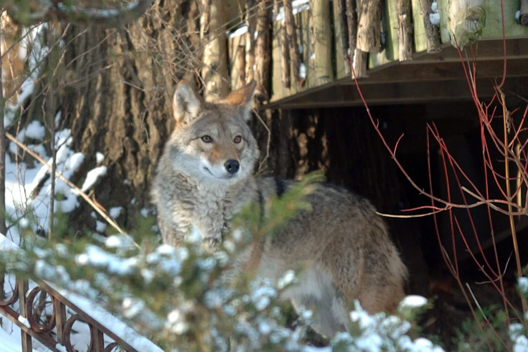 A coyote peering from a backyard in Toronto.