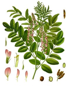 Ilustration of a plant with round green leaves and pinkish blooms