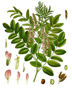 bahaya licorice