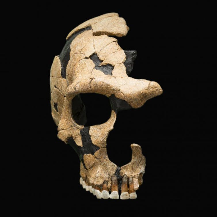 Damaged Neanderthal skull.