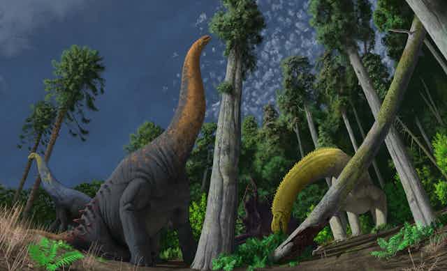 Reconstruction of three sauropod species feeding on different vegetation at Lightning Ridge. 