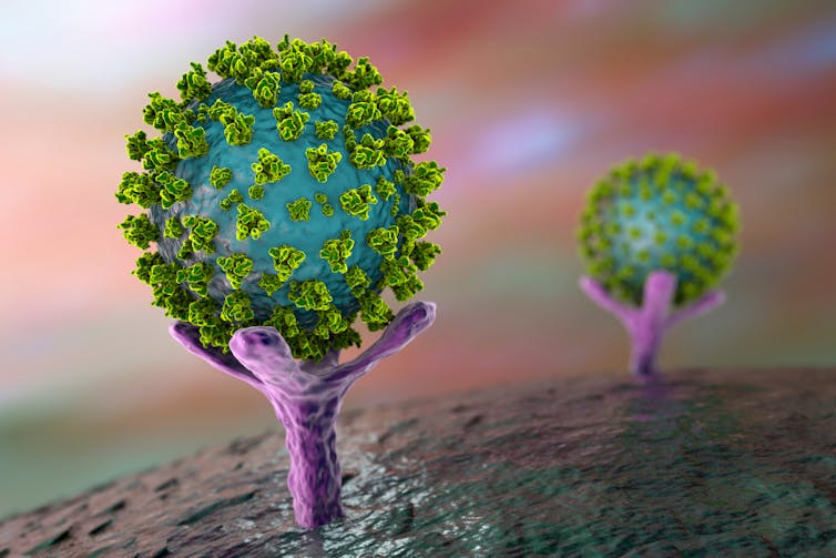 An illustration of SARS-CoV-2, the coronavirus that causes COVID-19.