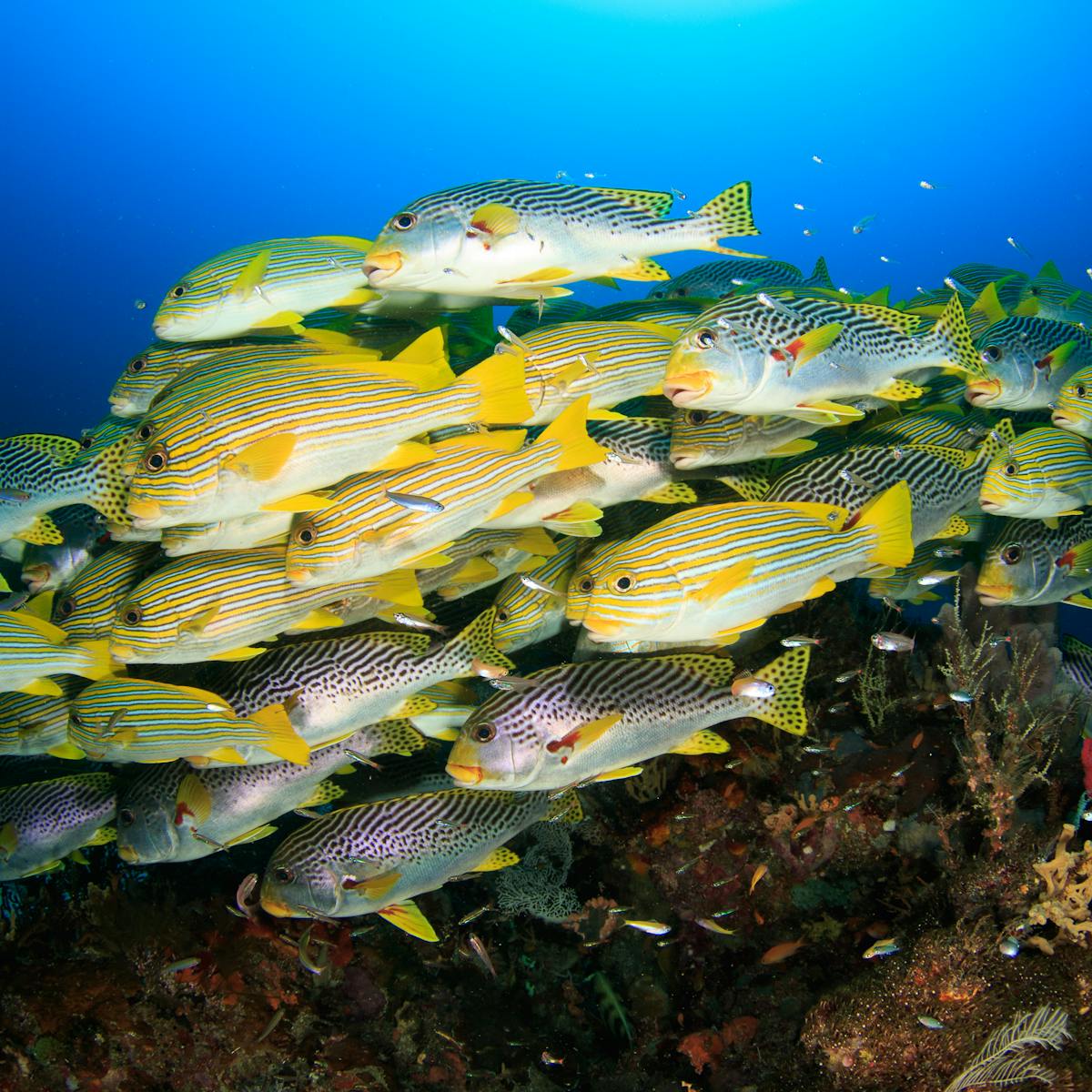 Expanding Marine Protected Areas By 5 Could Boost Fish Yields By But There S A Catch Expanding Marine Protected Areas By 5 Could Boost Fish Yields By But There S A Catch