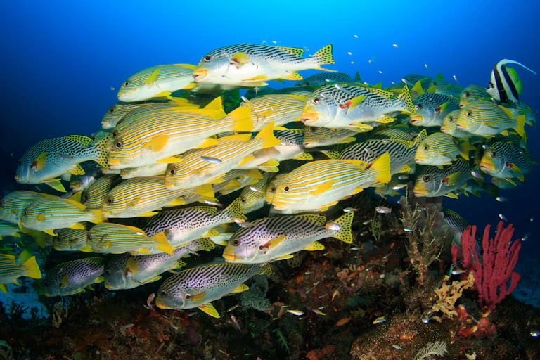 Large yellow and white striped fish swim in a school.