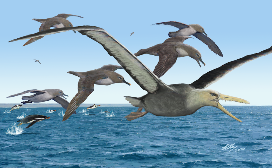 Computer illustration showing different kinds of birds in an ocean scene. In the foreground is a giant bird with what looks like teeth. Penguins and other birds are in the background.