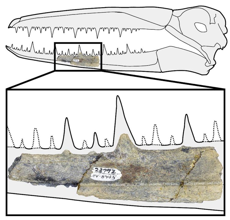 Photo of a fossil fragment of a jawbone section that has worn toothlike projections. Line drawing around it illustrates where in the jaw it would have fit.