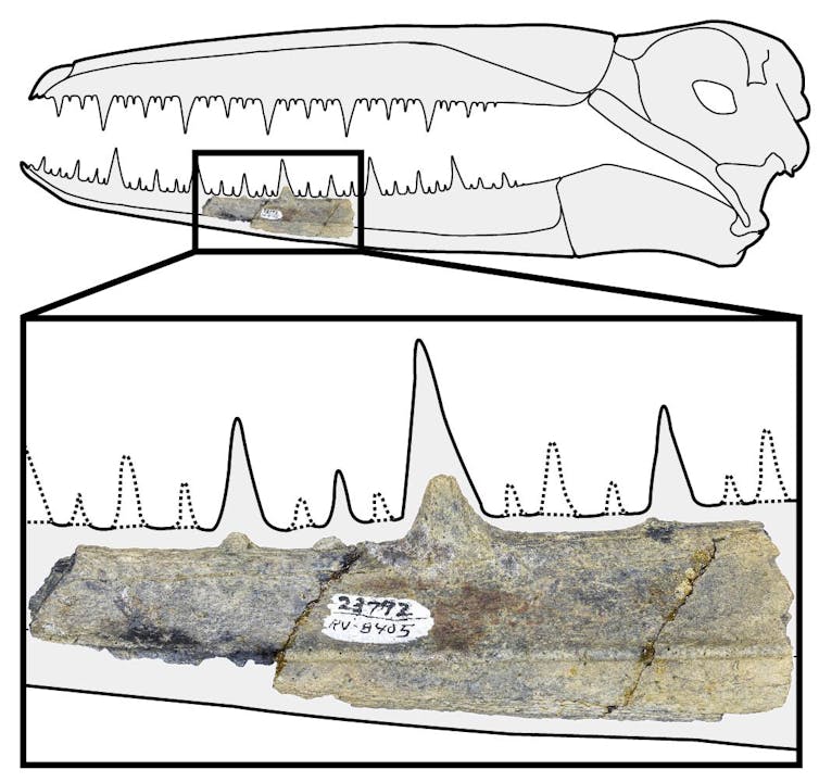 Giant 'toothed' birds flew over Antarctica 40 million to 50 million years ago