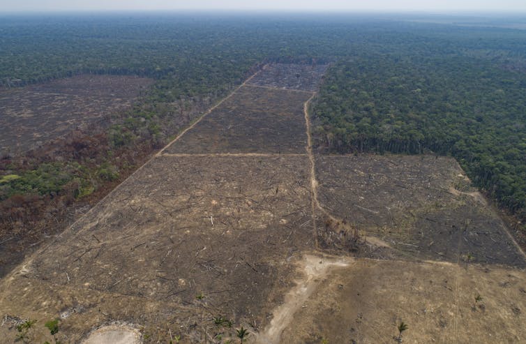 Blocks of open land adjacent to forest.