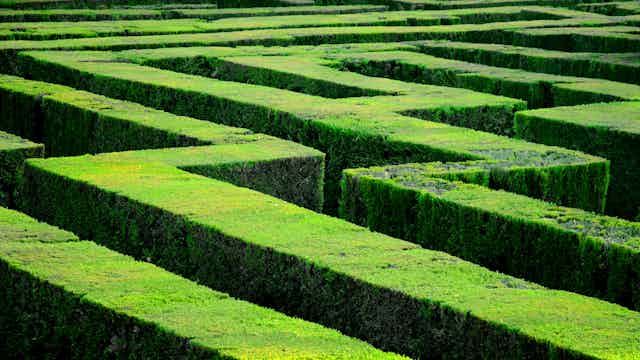 The image shows a hedge maze. 