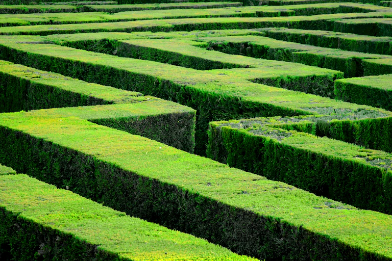 The image shows a hedge maze.