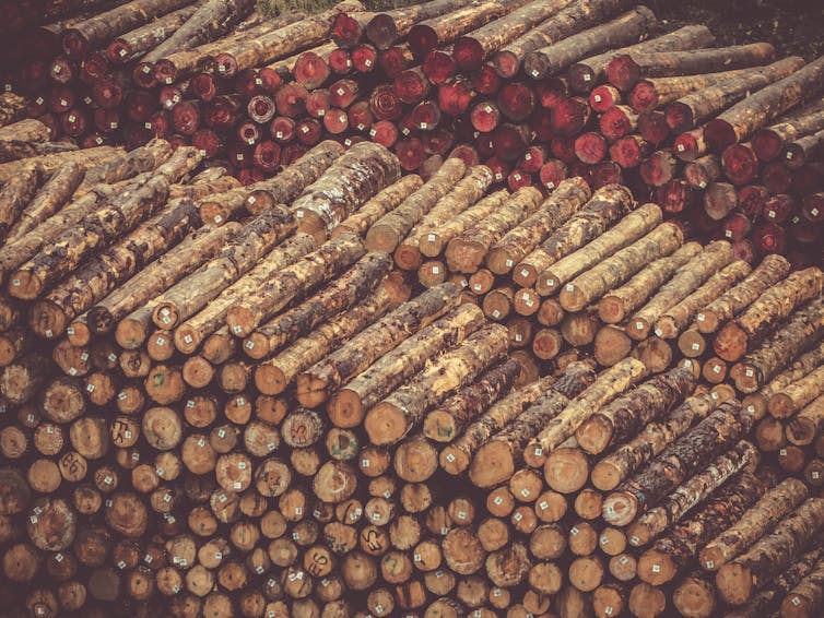 Logs stripped of branches and bark are stacked and tagged.