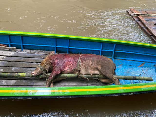 A dead wild boar on a small boat.
