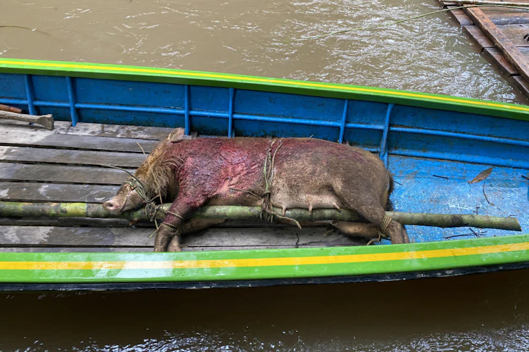 A dead wild boar on a small boat.