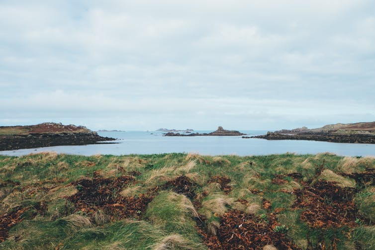 View of grass tussocks and islands out at sea.