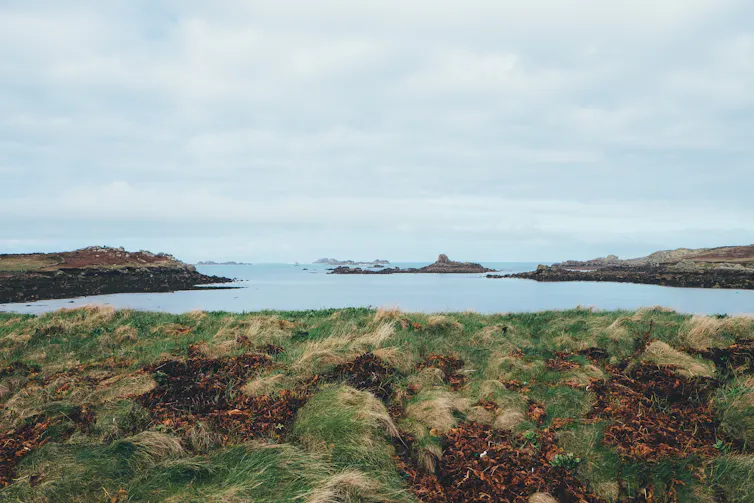 View of grass tussocks and islands out at sea.
