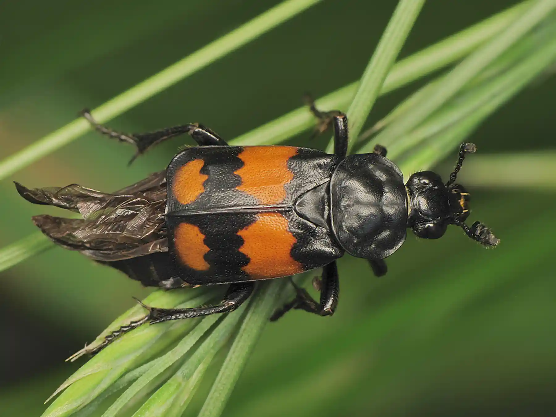 Insect Exploded Corpse Life after death: How insects rise from the dead and transform corpses ...