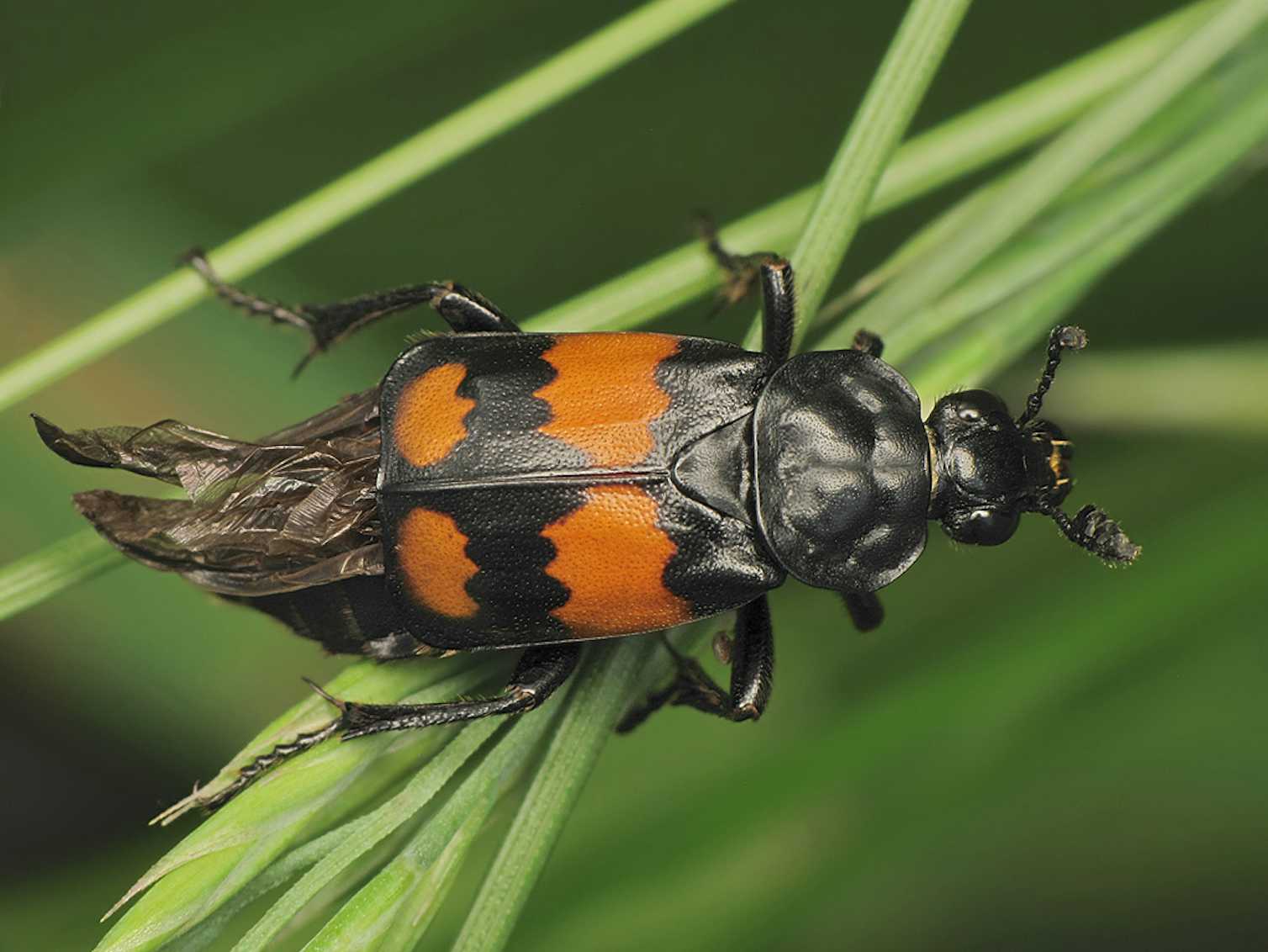 Life after death: How insects rise from the dead and transform corpses ...