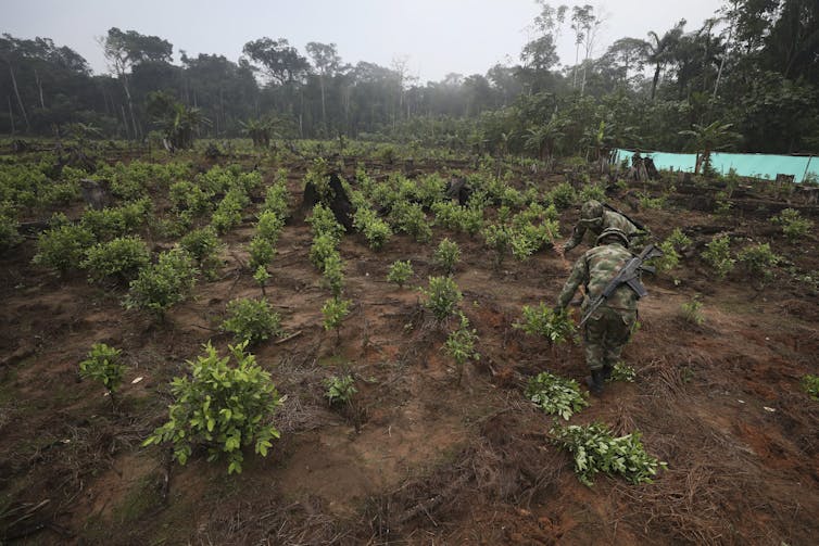 Soldiers uproot green coca shrubs.