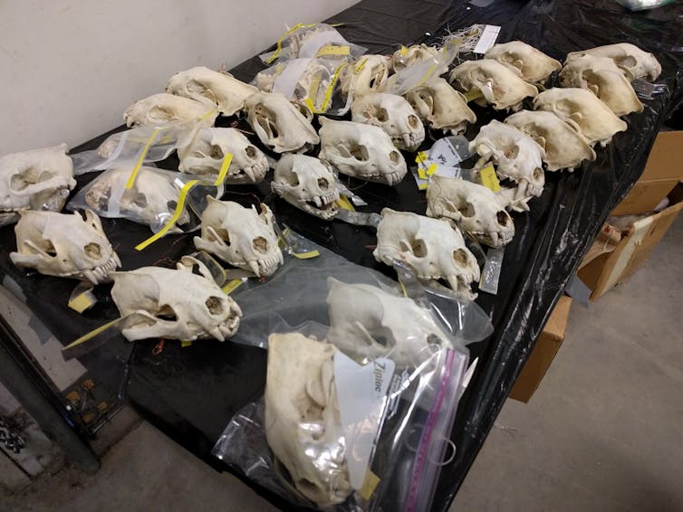 three rows of animal skulls