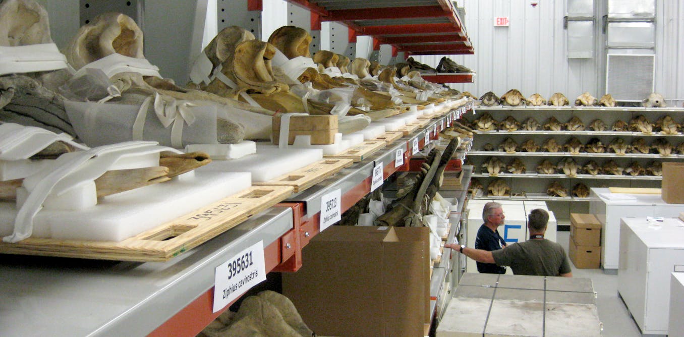 Museum specimens could help fight the next pandemic – why preserving ...