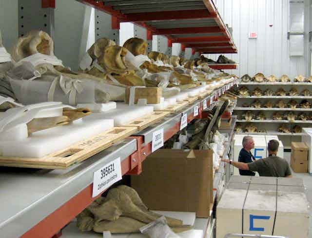 animal bones on storage shelves
