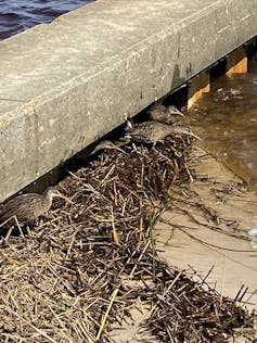 Clapper rails hiding under a breakwater