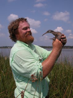 Scientist in marsh holding live Clapper Rail