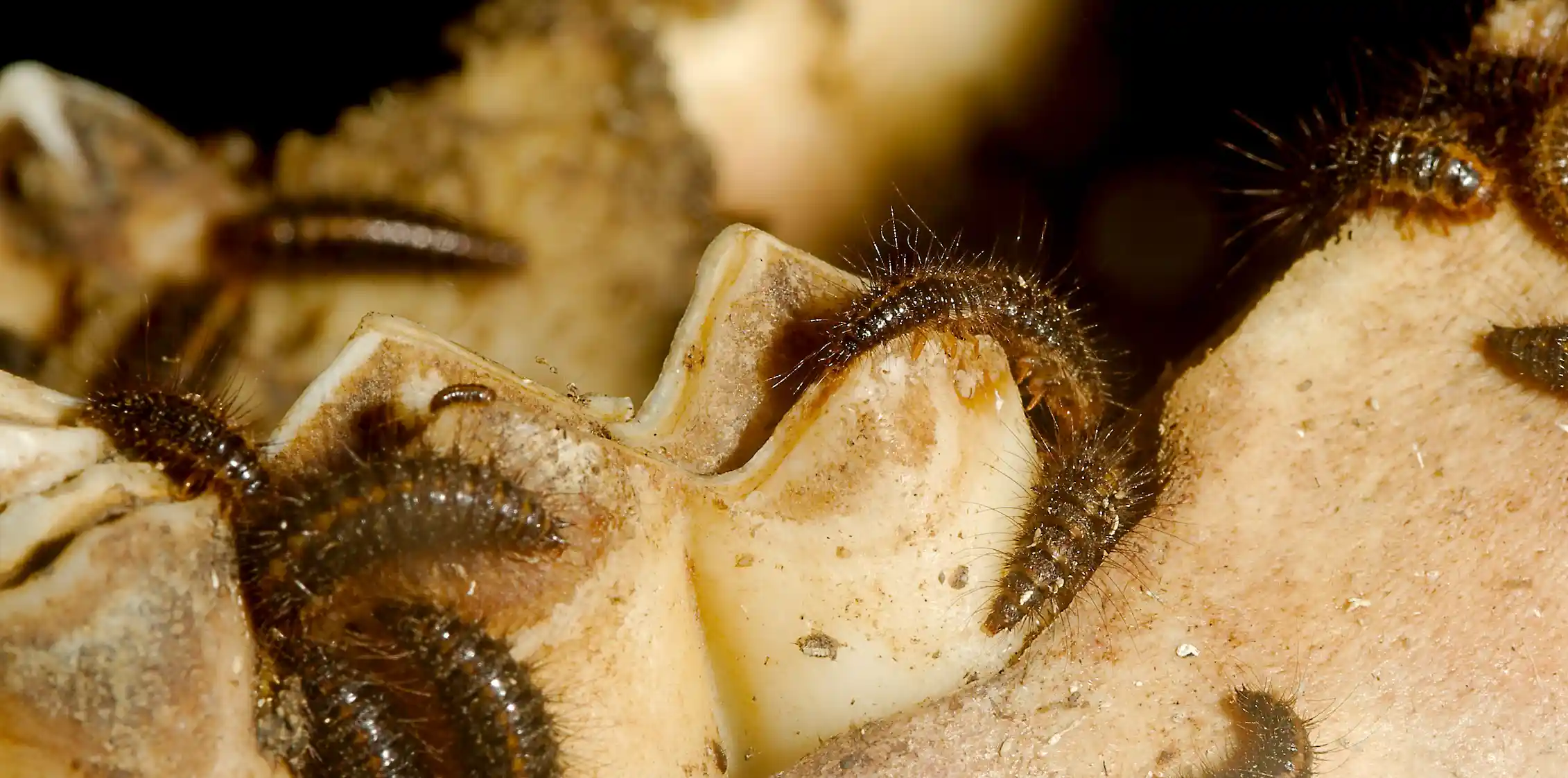 Life after death: How insects rise from the dead and transform corpses ...