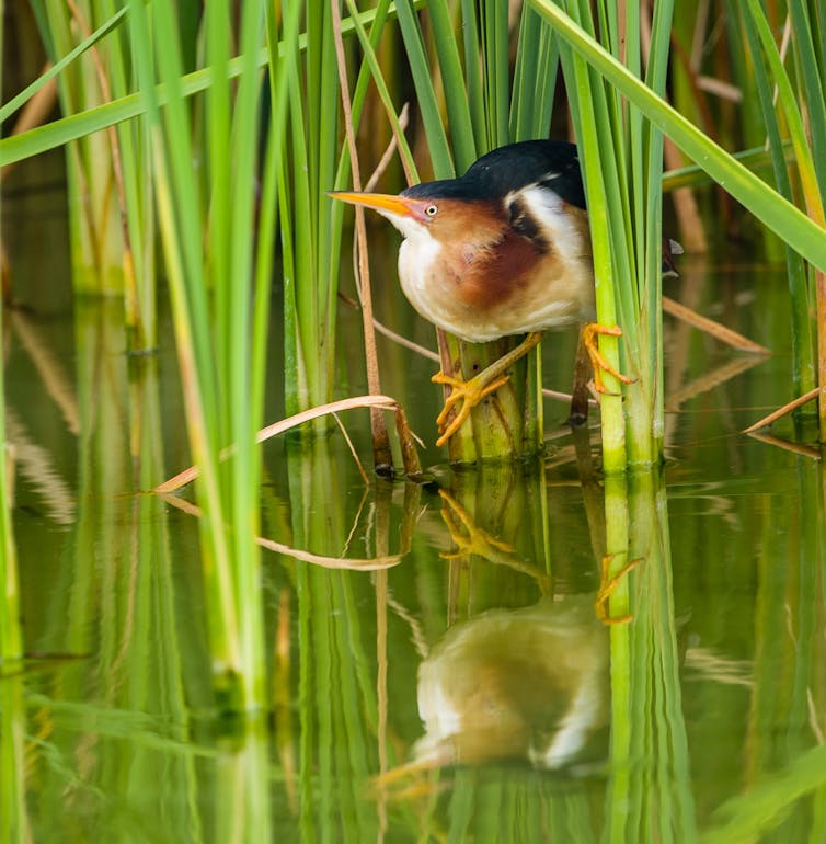 Least bittern in marsh grass